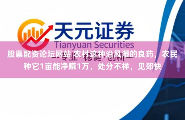 股票配资论坛网站 农村这种治风湿的良药，农民种它1亩能净赚1万，处分不祥，见郊快